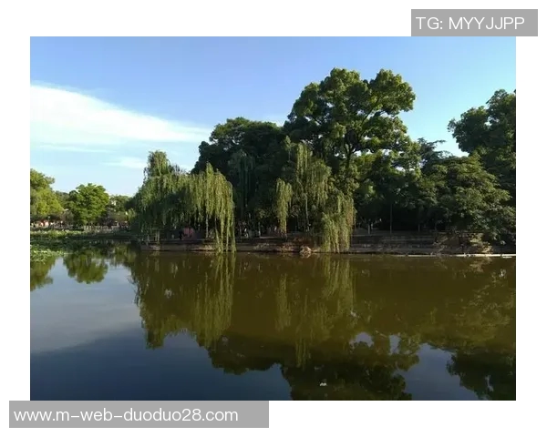 谢什科的传奇人生与他在足球界的辉煌成就探秘